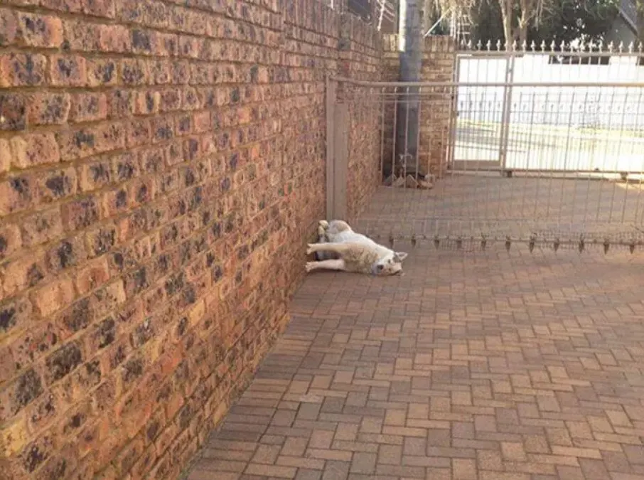 Когда не можешь решить, сидеть или лежать.