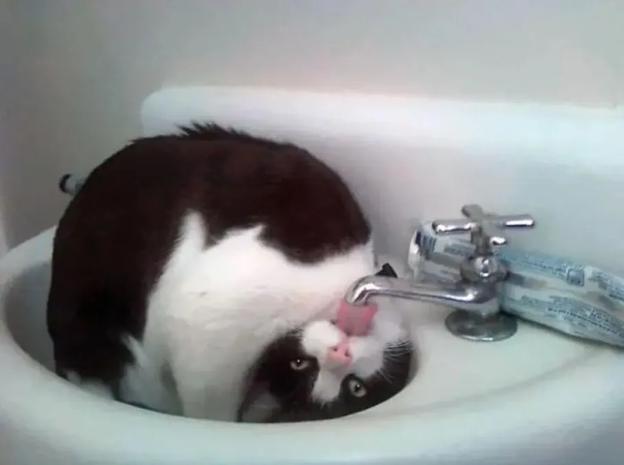 «Мой кот знает толк в удобствах».