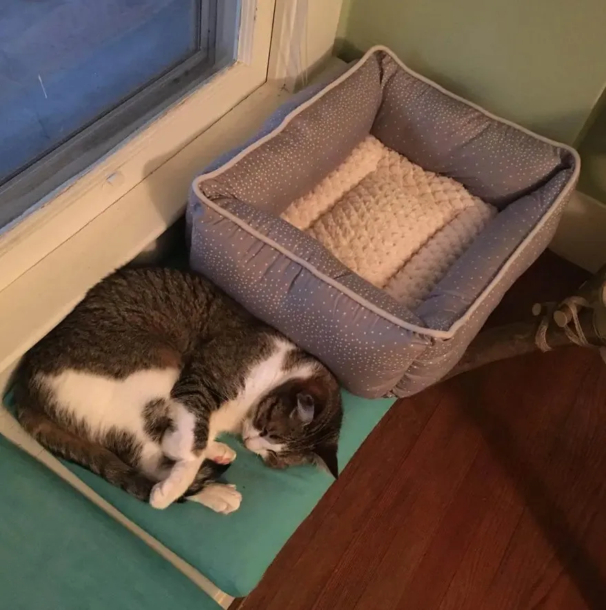 «Сам спи в этой штуке, двуногий».