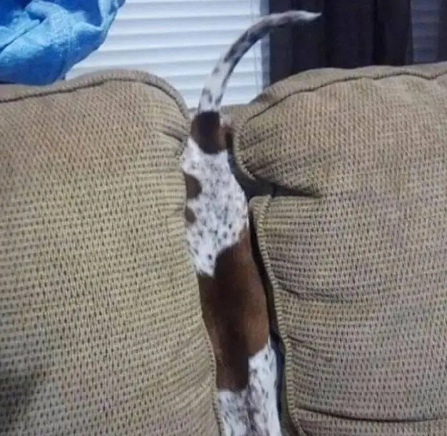 «Он все еще не совсем разобрался, как правильно прятаться».