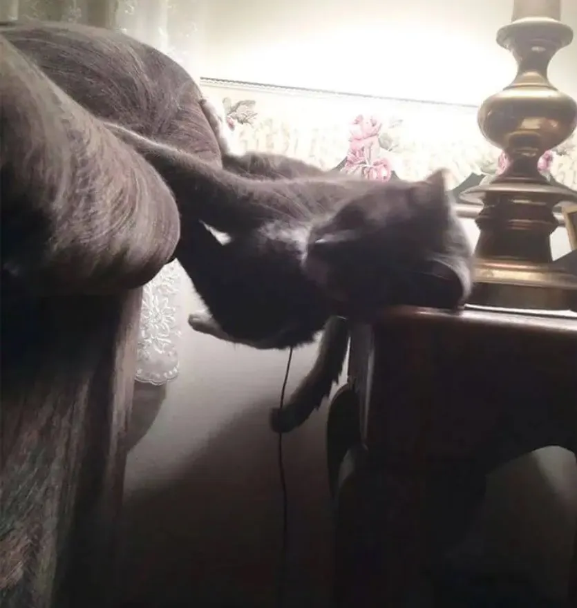 «Нашел своего кота, уснувшим в такой позе».