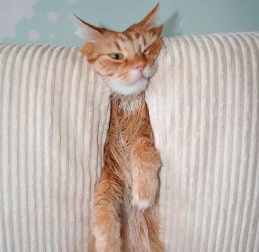 «Когда-то он случайно оказался между этими подушками, но теперь ему нравится там сидеть».