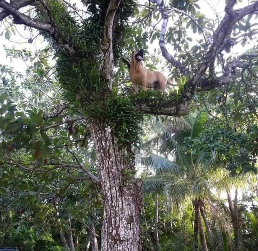 В его родословной определенно были кошки.