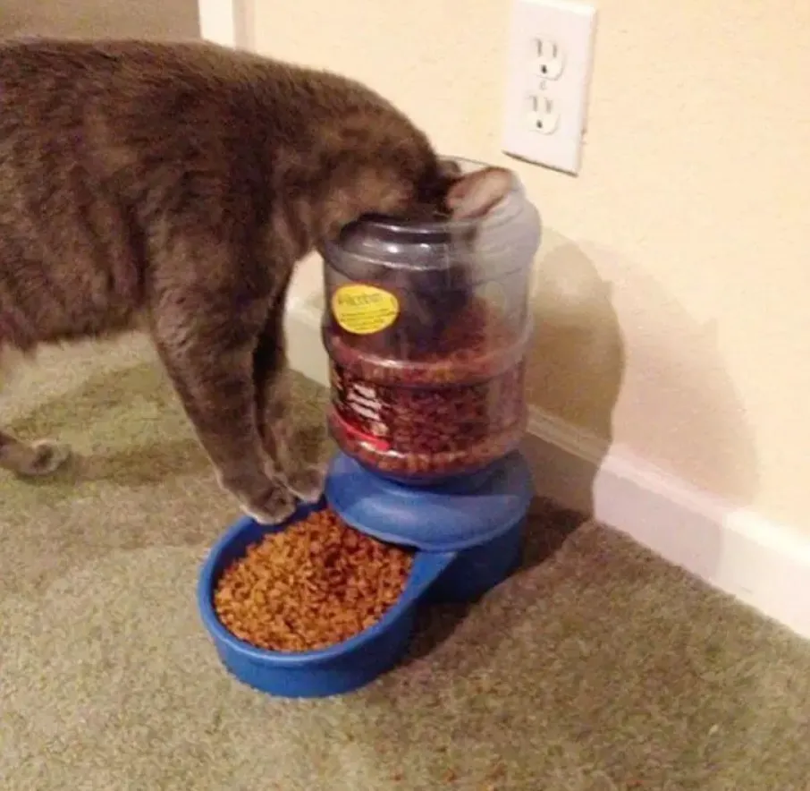 Когда зверский аппетит.