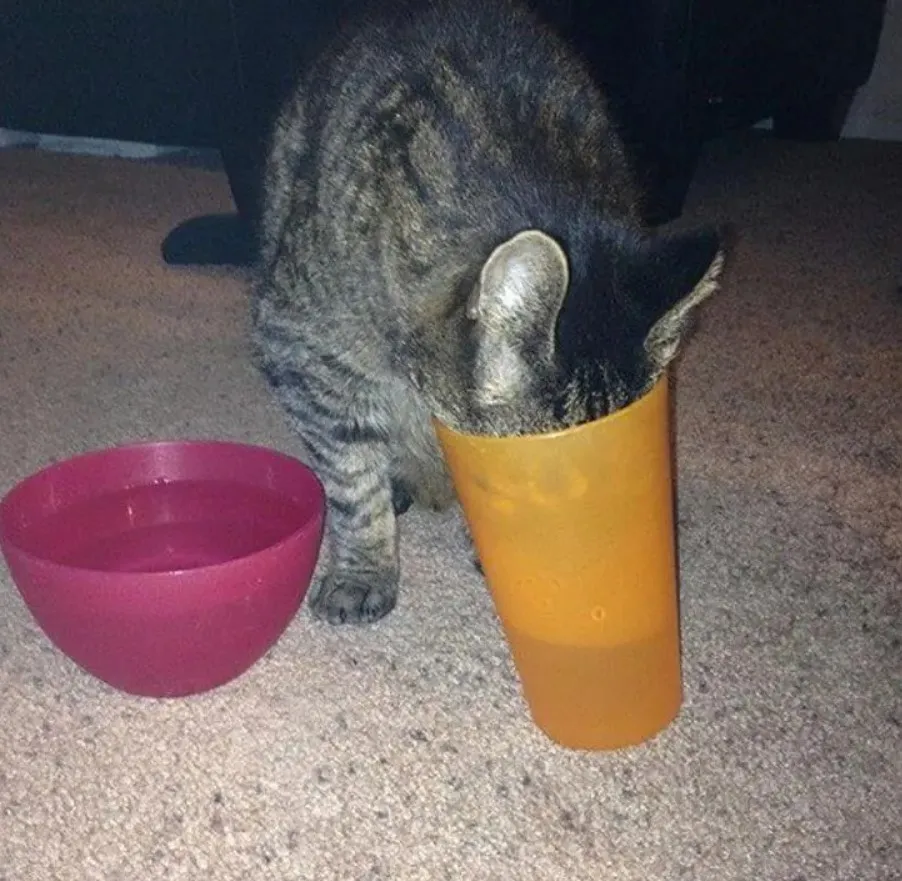 Котейка не ищет легких путей.