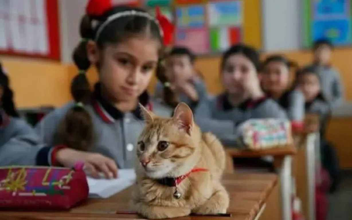 На уроках котейка вел себя спокойно, никому не мешал и тихо наблюдал за тем, как учатся его юные двуногие друзья. 