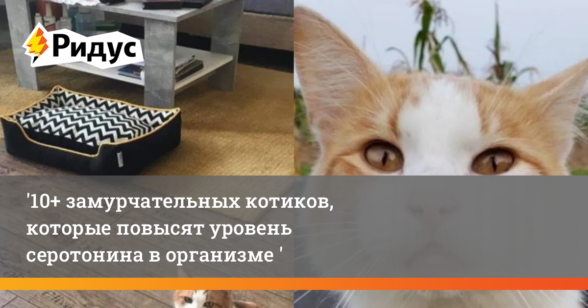 10+ замурчательных котиков, которые повысят уровень серотонина в организме