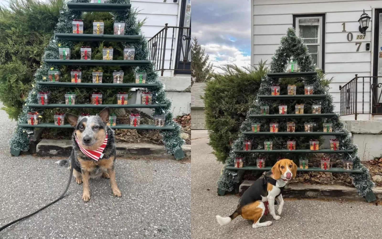 Каждый четвероногий местный житель может бесплатно полакомиться вкусняшками, когда пожелает.
