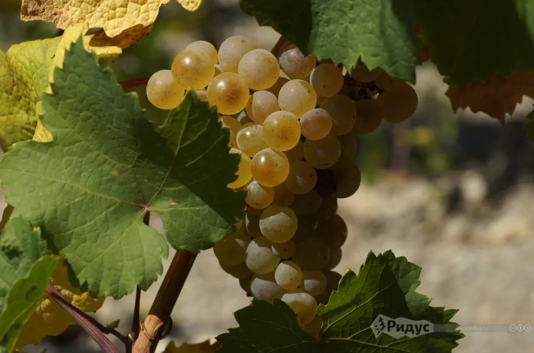 Виноград рислинг
