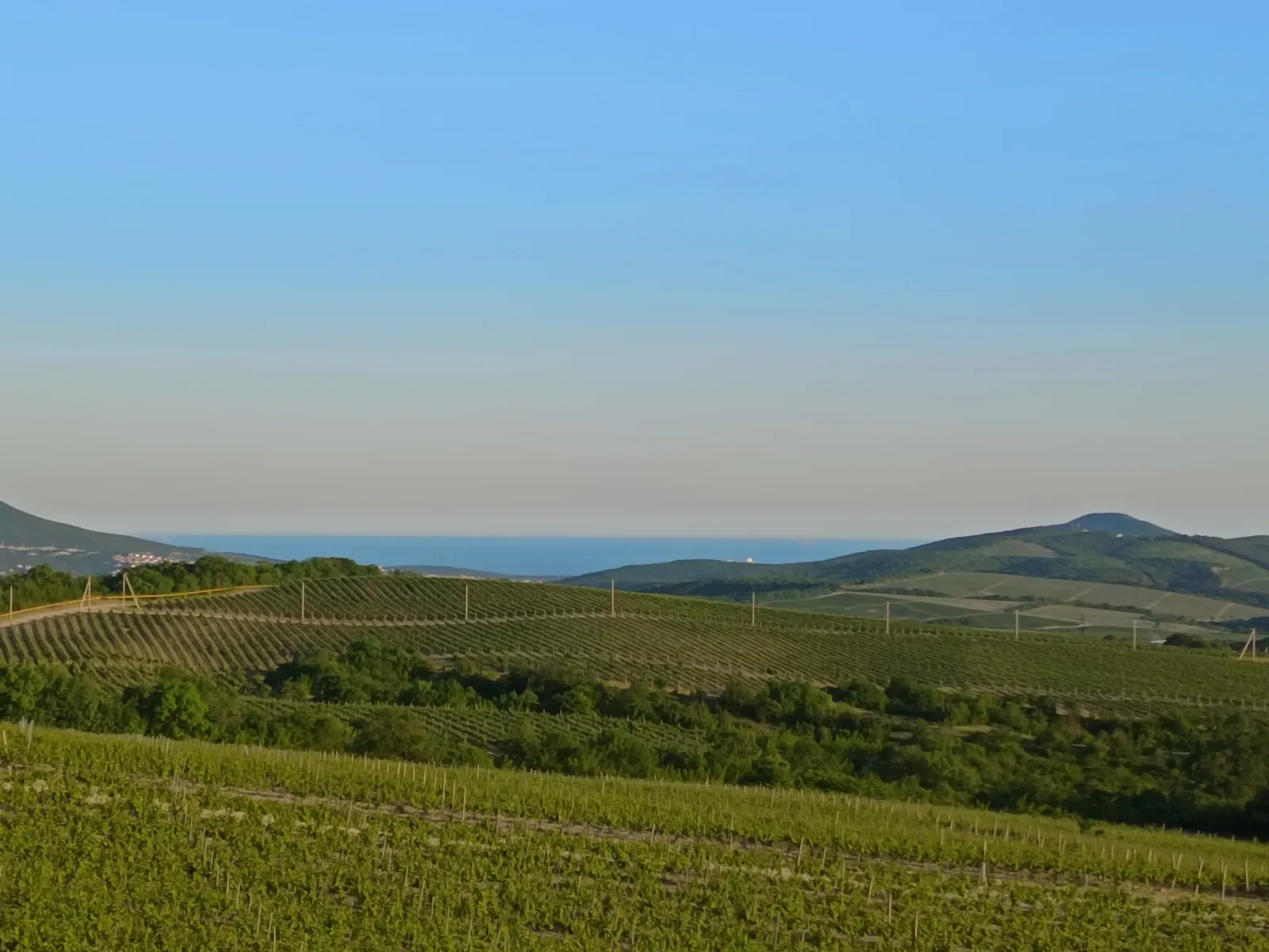 Виноградник. 