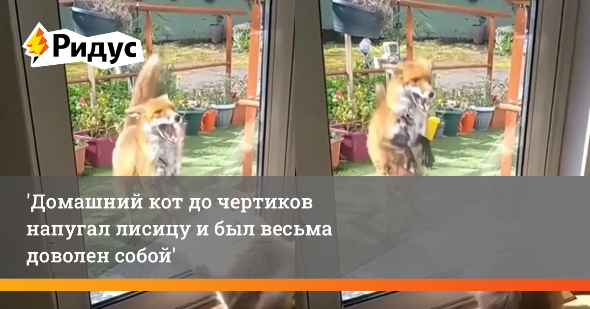 Роберт дауни смеется. Все сыты и довольны. Довольный мужчина. Человек в стрессе. Человек радостный.