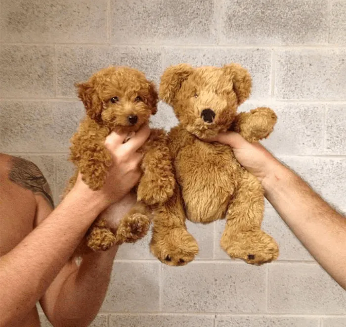 Плюшевый песик.