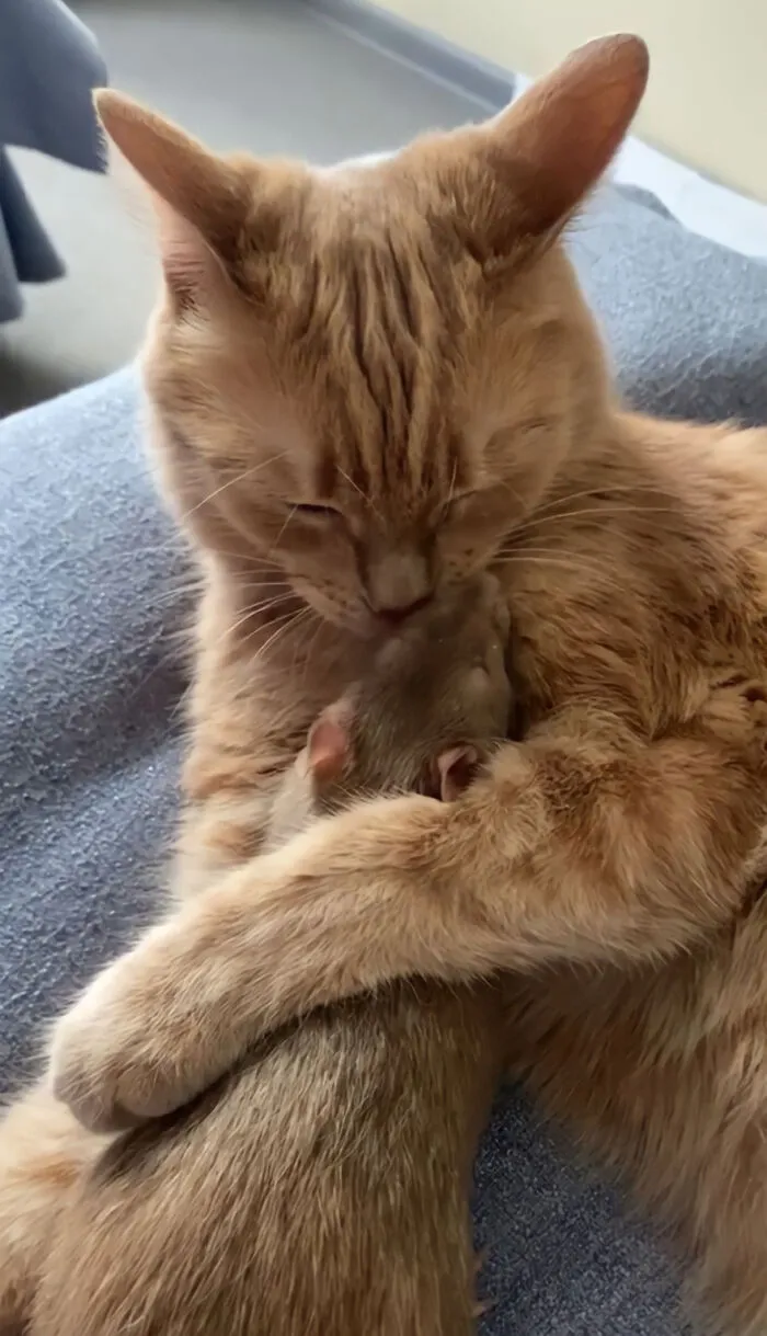 Ирина написала, что однажды забыла запереть крысиную клетку и Филя сбежал. Он провел день с кошками, играл, ел их еду и пил из их мисок.