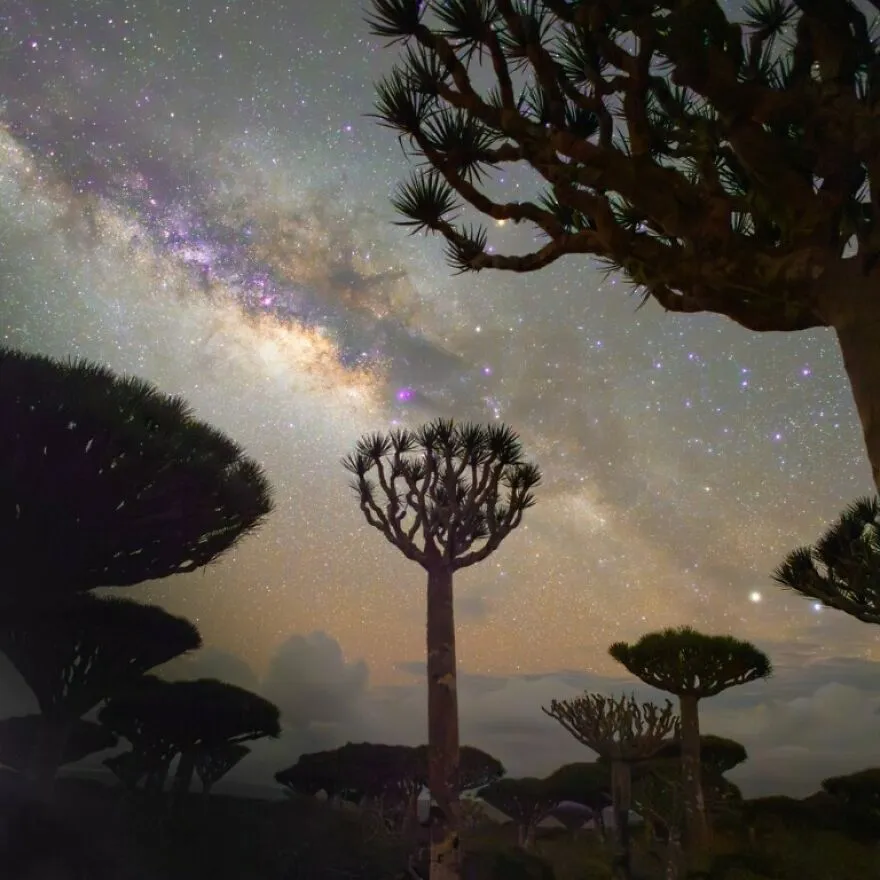 «Пробуждение чувств» — Виолета Лазарева.