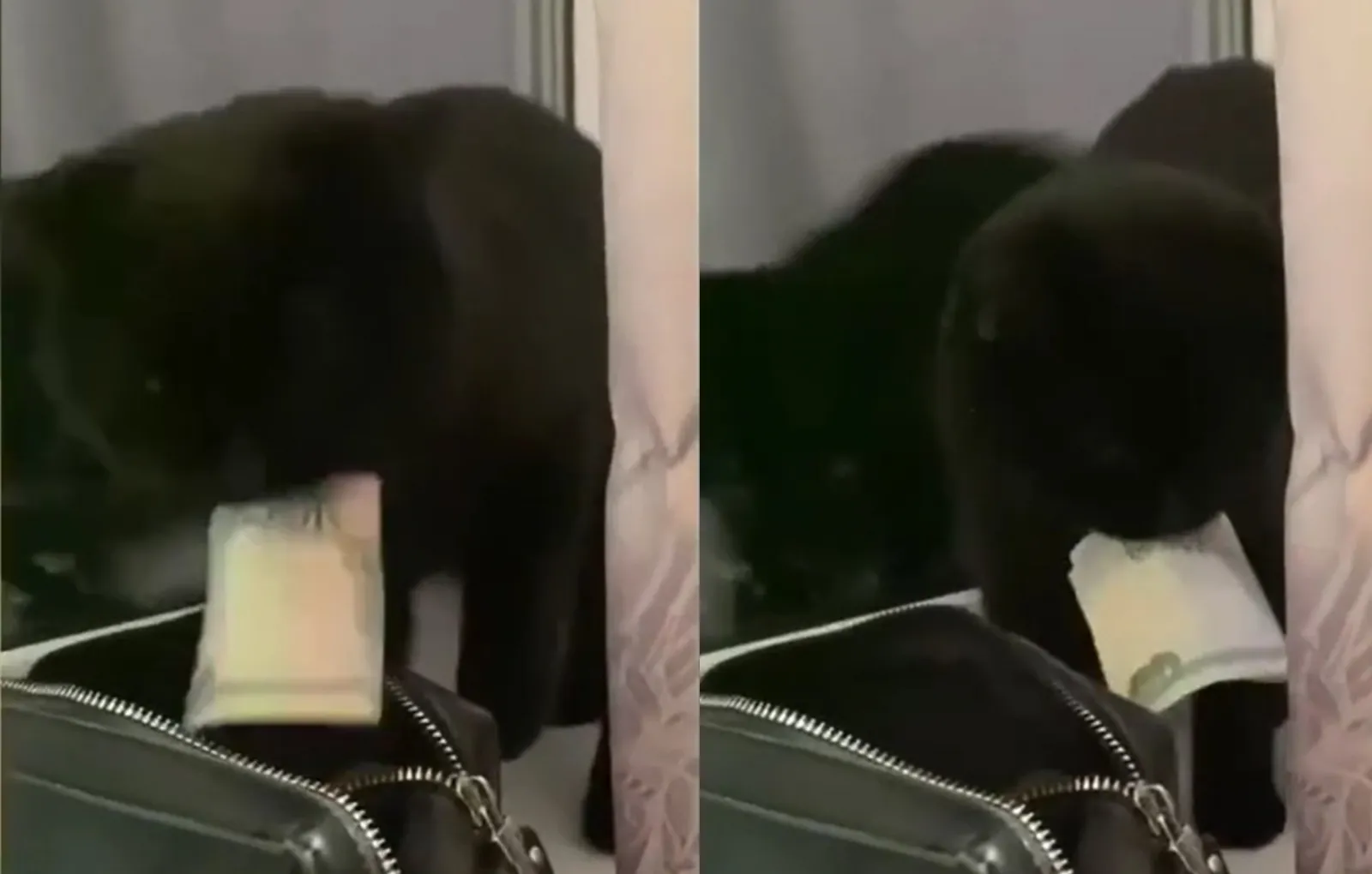 Украден котенок. Кошка ворует деньги. Женщина украла кошку. Кличка кошки которую украл Луис Литт. Кошка похитила Мем.