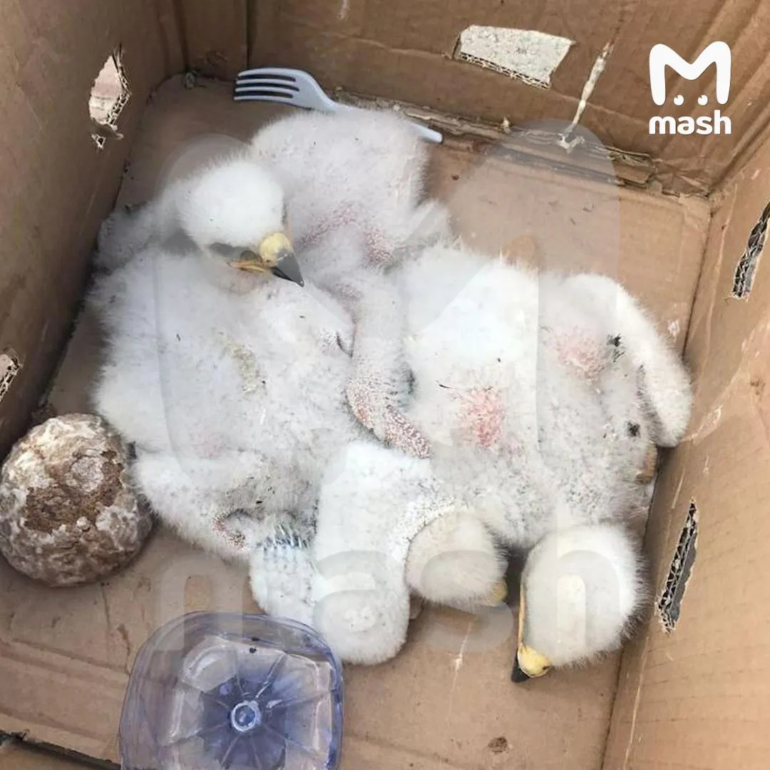 Обнаруженные птенцы степного орла.