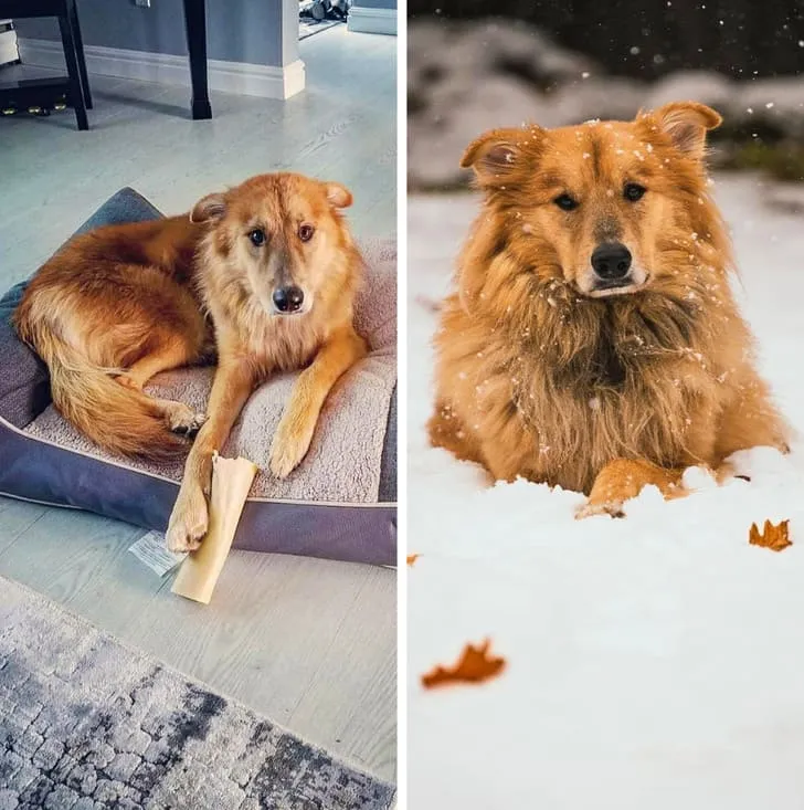 «С каждым годом она становится пушистее».