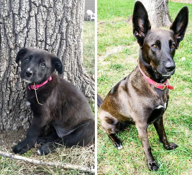«Три года назад я взяла из приюта эту малышку. Она выросла невероятно красивым существом».