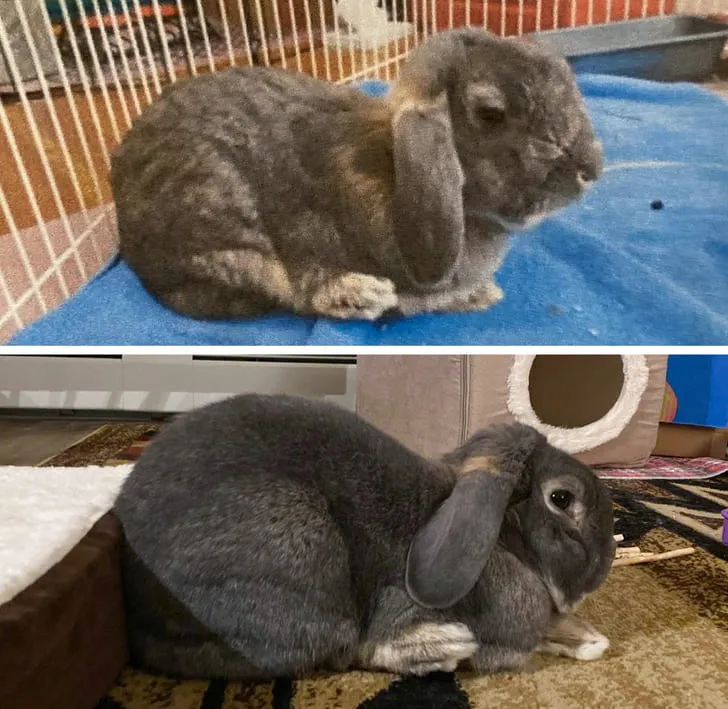 «Старое фото моего кролика Джорджа до сих пор вызывает у меня слезы».