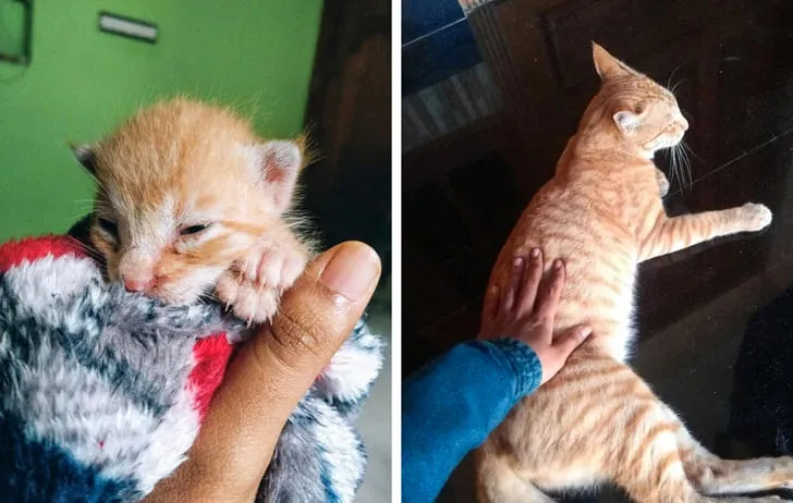 «Кто-то завернул его в пластиковый чехол и оставил умирать на дороге. Мы забрали его домой».