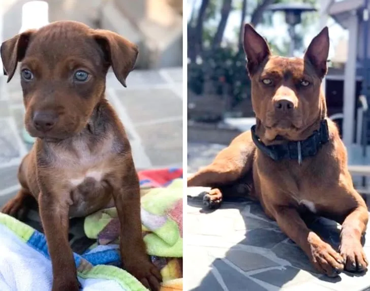 «Это Бруно. Мой лучший друг, который был найден на улице полтора года назад».