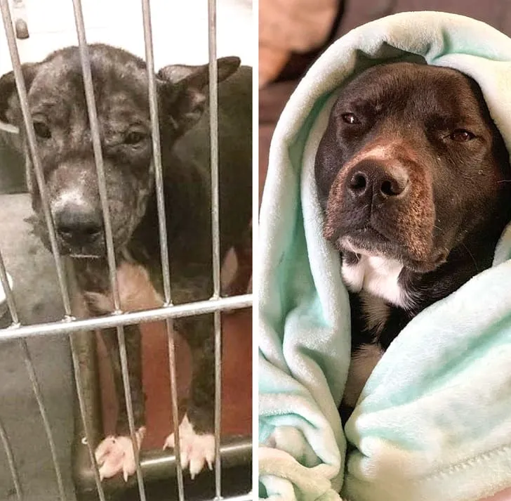 «Забрал ее из приюта в 2016 году, и это было лучшее решение в моей жизни».