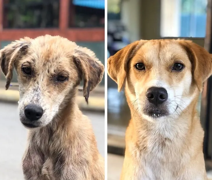 «Это Люси в ноябре прошлого года и сегодня. Моя удивительная жена спасла ее от улиц и болезней».