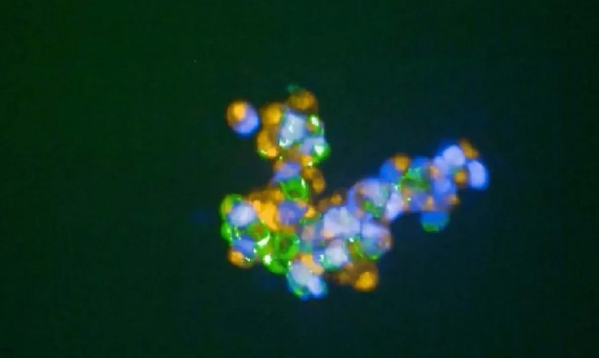 Клетки, слипшиеся с помощью синтетического «клея».