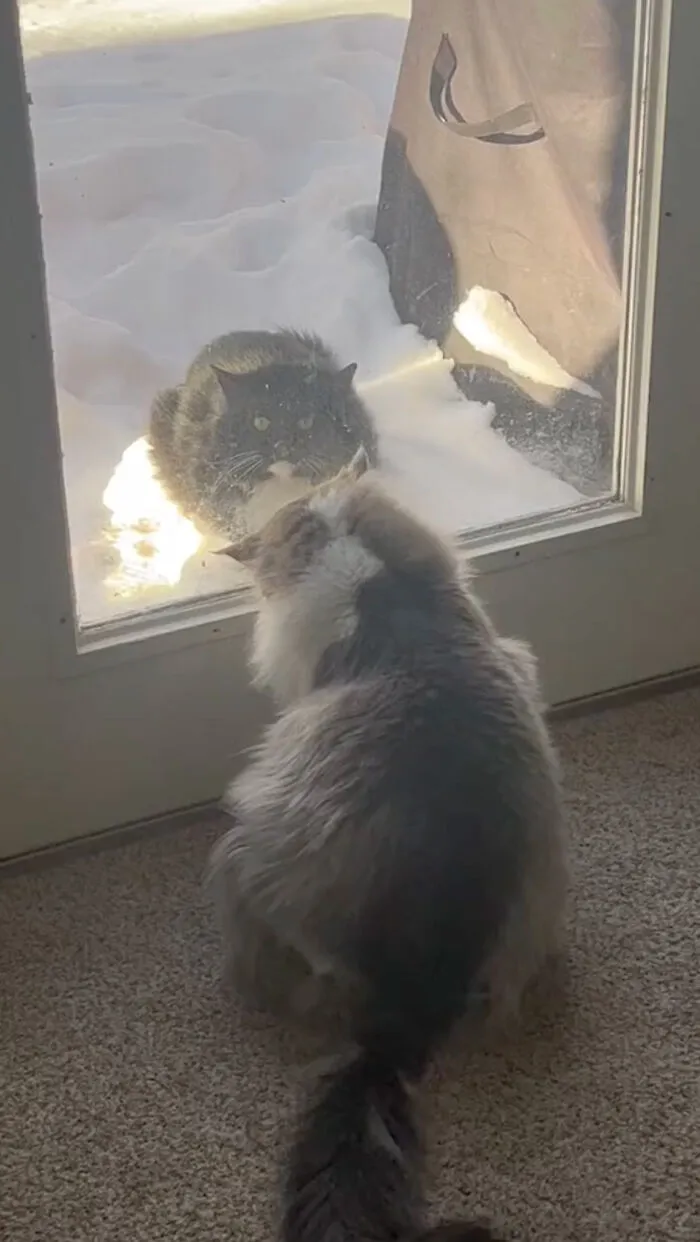 Пока еще уличный варежка наблюдает за домашними котами.