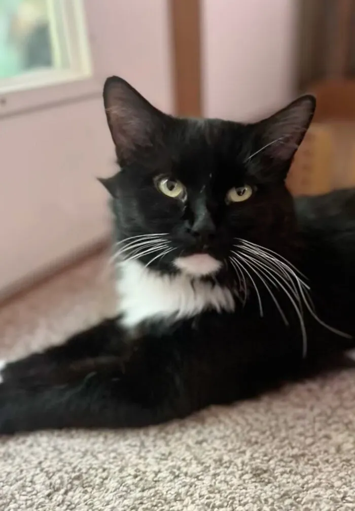 Но со времнем кот стал спокойным, игривым и ласковым. 