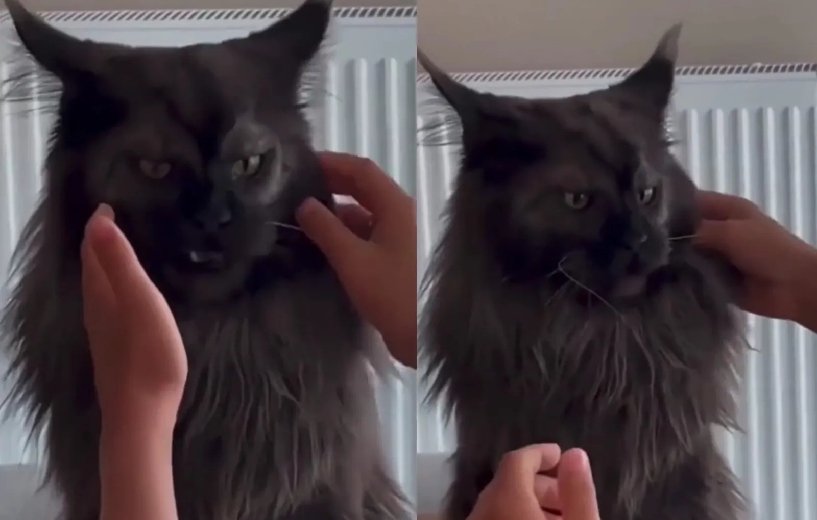 Кот Бегемот: на видео попал мейн-кун, похожий на кота из «Мастера и ...