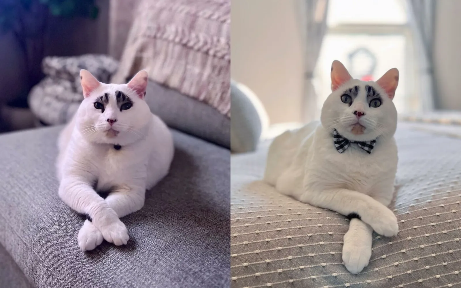 Причудливое выражение «лица» Сквида особенно забавно в сочетании со скрещенными лапками. 