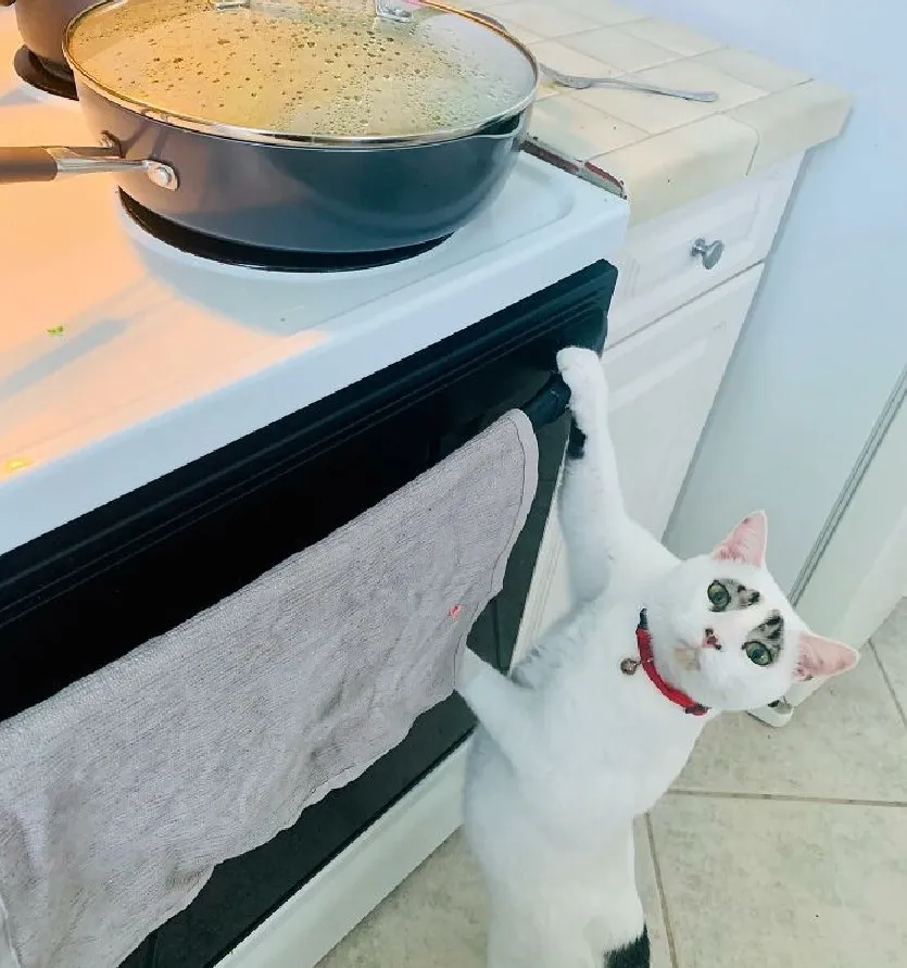 Сквид, как и все котики, любит выпрашивать еду.