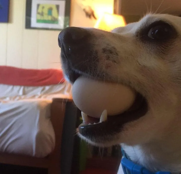 «Наш пес каждый день приносит нам яйца, которые крадет у наших кур».