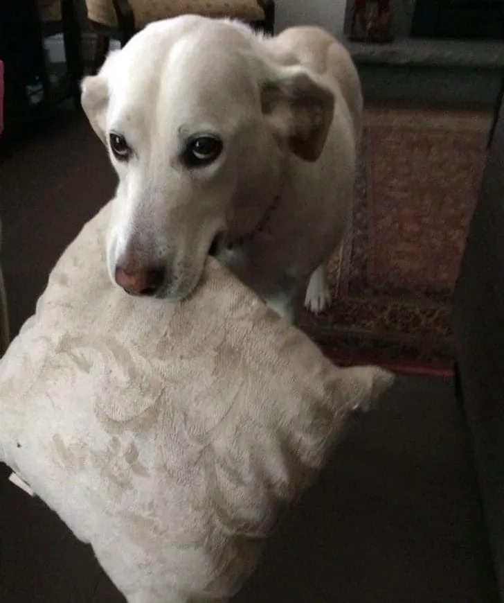 «Это Зои. Если вы ей нравитесь, она обязательно принесет вам подушечку».