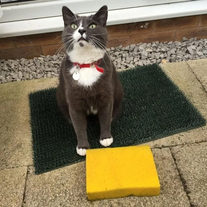 «Наш кот не перестает приносить домой губки».