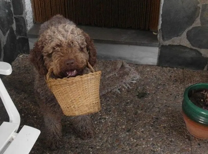 «Моя собака любит приветствовать меня, вынося вещи из дома».