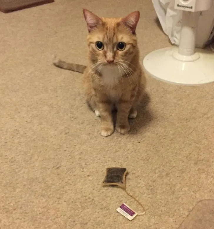 «Некоторые кошки приносят своим людям птиц и мышей… Оливер приносит мне чайные пакетики».