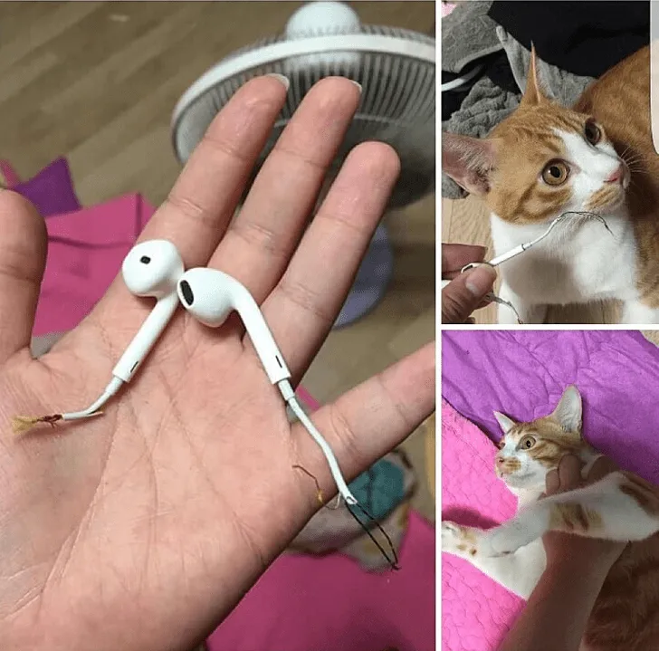 «Мой кот принес мне наушники. Правда, они не работают».