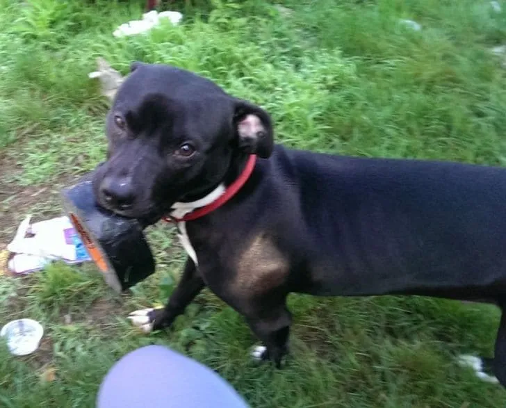 «Моя собака приносит мне вещи из моего ящика с инструментами, надеясь, что это именно то, что мне нужно».