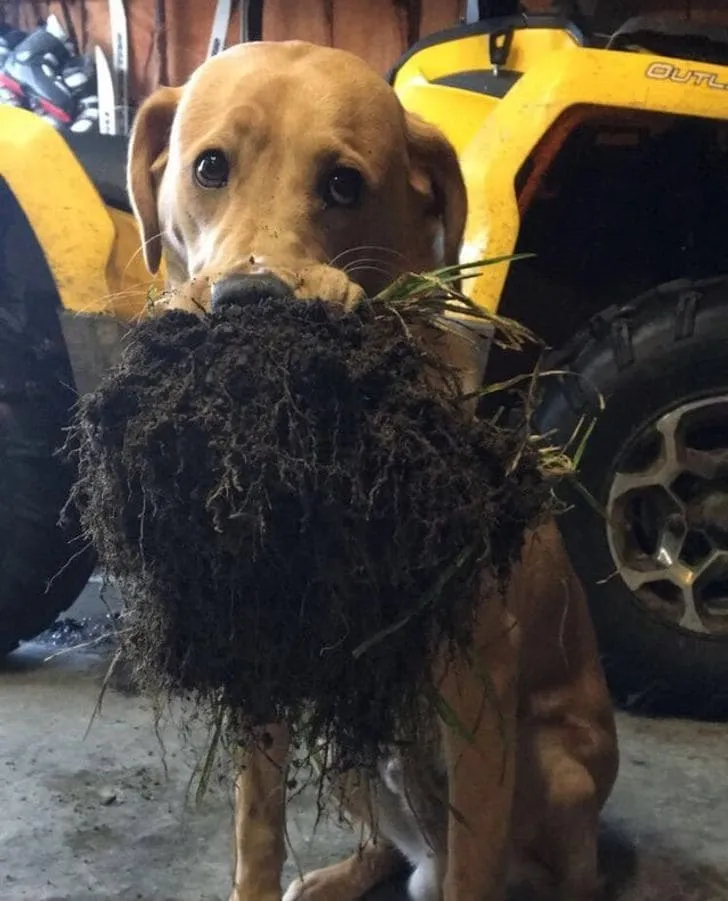 «Сегодня моя собака подарила мне немного земли».