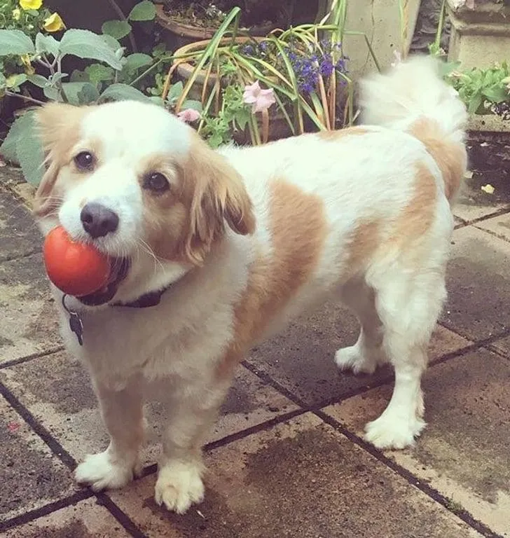 «Мой собакен принес мне помидорку».
