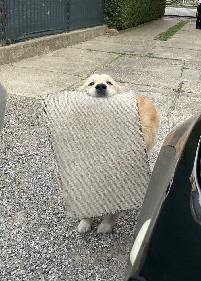 «Мой ретривер приносит мне этот старый ковер каждый раз, когда я прихожу домой, чтобы поприветствовать меня».