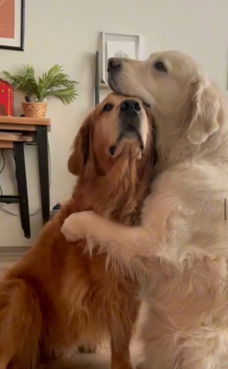 «Все становится лучше с обнимашками».