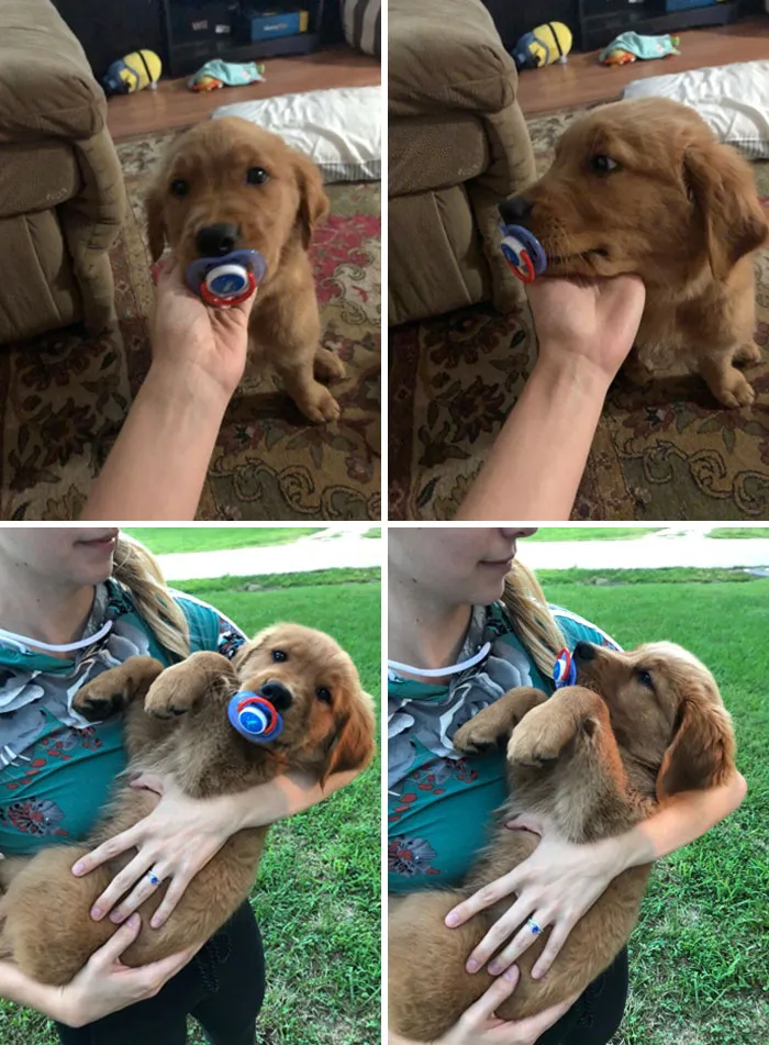 «Это Роджер. Он завидует двуногому младшему брату, поэтому крадет его пустышки и требует, чтобы его держали на руках».