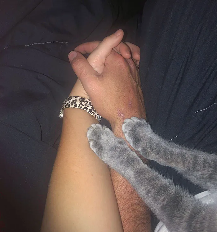 Пушистый ревнивец.