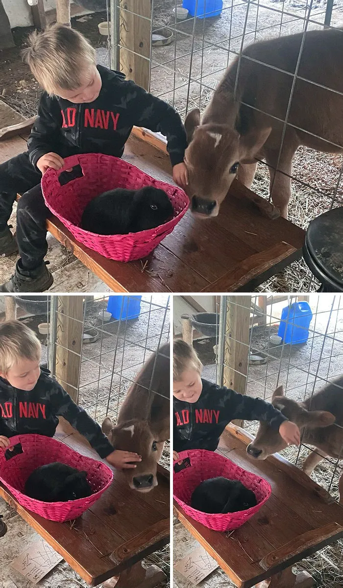 «Прекрати играть с кроликом, гладь меня».