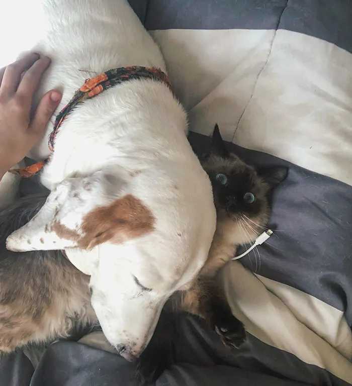 «Моя собака приревновала меня к коту, оттолкнула его, а потом просто легла сверху».