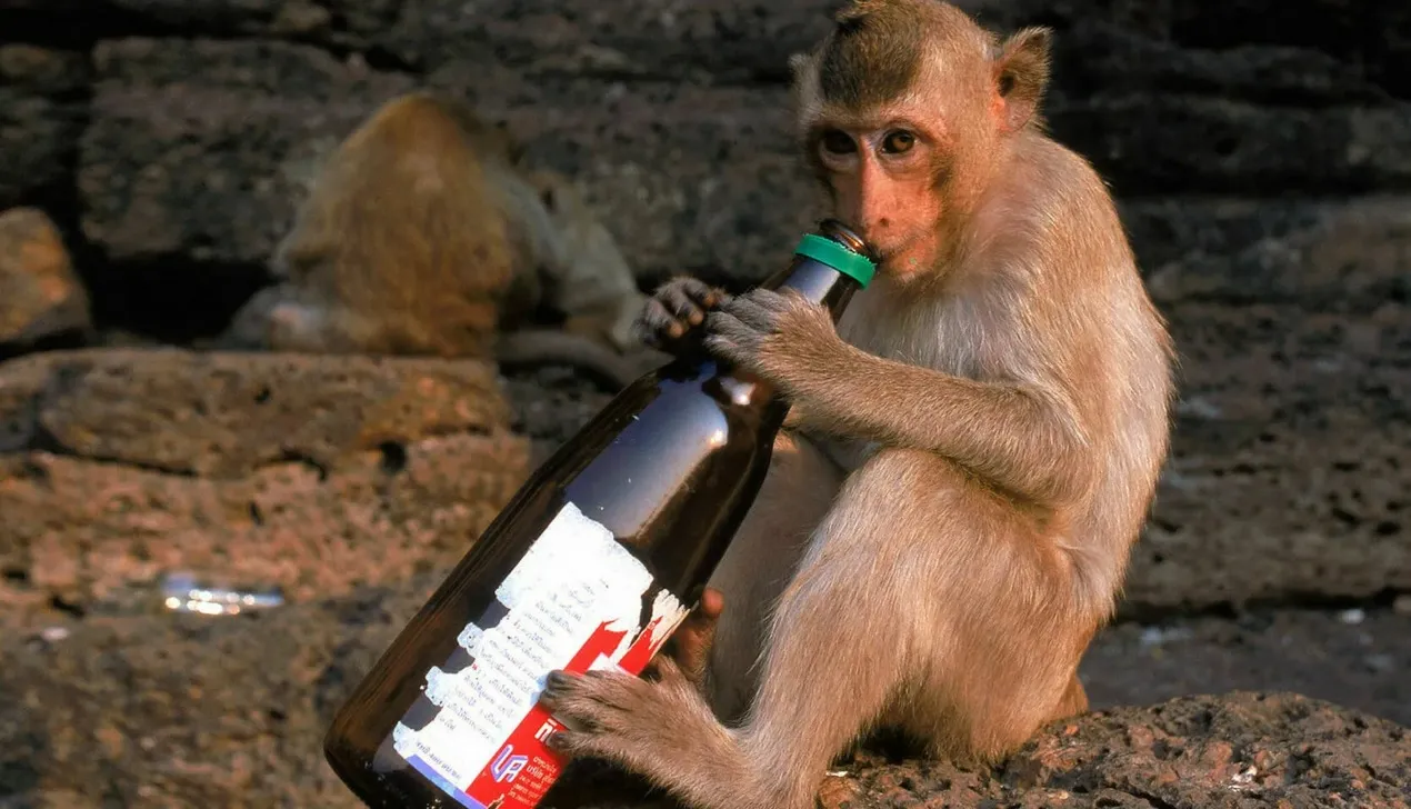 Для эксперимента отобрали обезьян, пристрастившихся к алкоголю.