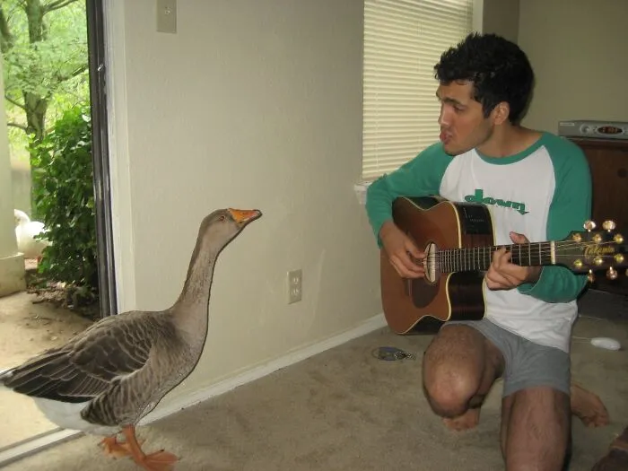 «Живя один в Нэшвилле, я каждое утро просыпался от громких криков этой забавной пернатой дамы». 